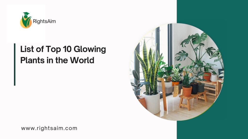 List of Top 10 Glowing Plants in the World