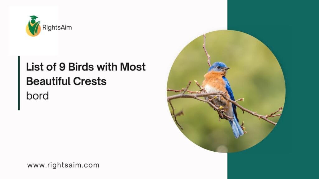 List of 9 Birds with Most Beautiful Crests