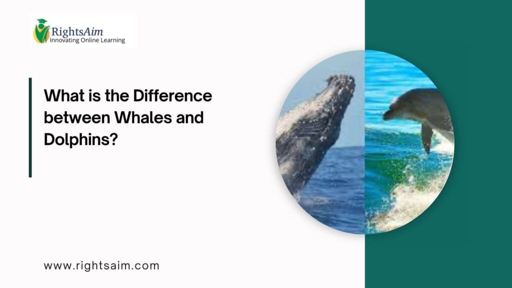What is the Difference between Whales and Dolphins?